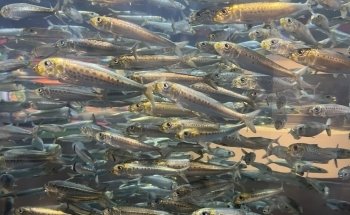 Aquarium of the Bay