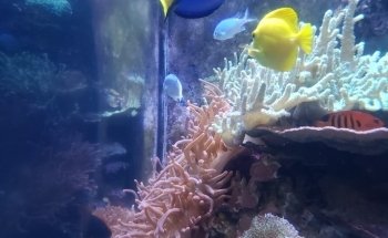 Aquarium of the Bay