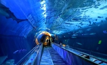 Aquarium of the Bay