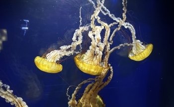 Aquarium of the Bay