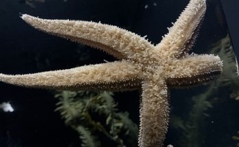 Aquarium of the Bay