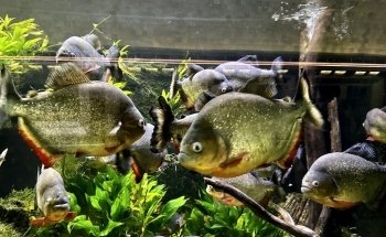 Belle Isle Aquarium