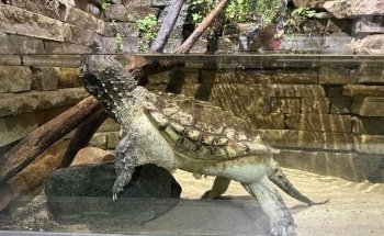 Belle Isle Aquarium