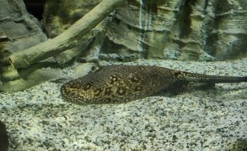 Belle Isle Aquarium