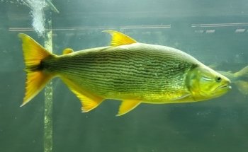 Belle Isle Aquarium