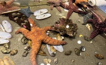 Seaside Aquarium