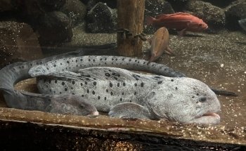 Seaside Aquarium