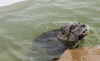 Seaside Aquarium