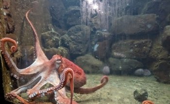 Seaside Aquarium