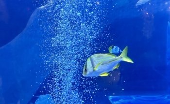 Aquarium Restaurant