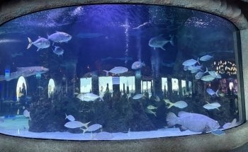 Aquarium Restaurant