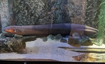 Great Lakes Aquarium