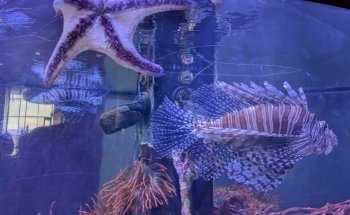 Great Lakes Aquarium