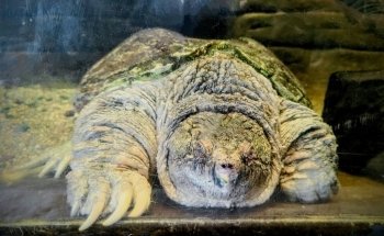 Great Lakes Aquarium