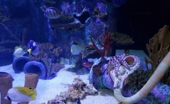 Great Lakes Aquarium