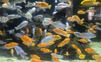 Great Lakes Aquarium