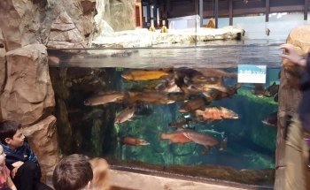 Great Lakes Aquarium