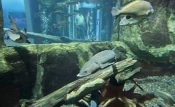 Great Lakes Aquarium