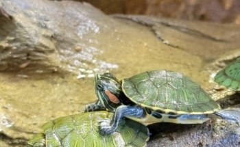 LegaSea Aquarium & The Reptarium
