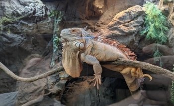 LegaSea Aquarium & The Reptarium