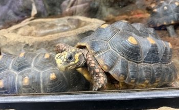 LegaSea Aquarium & The Reptarium