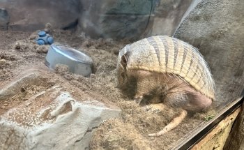 LegaSea Aquarium & The Reptarium