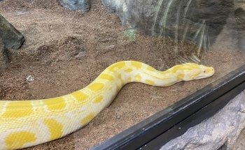 LegaSea Aquarium & The Reptarium