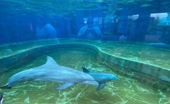 Mississippi Aquarium