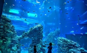 Mississippi Aquarium