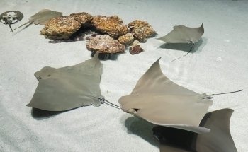 Mississippi Aquarium