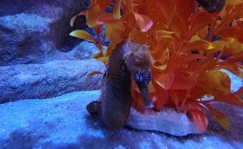 SEA LIFE Charlotte-Concord