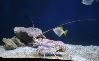 SEA LIFE Charlotte-Concord