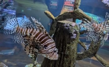 SEA LIFE Charlotte-Concord