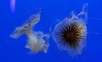 Oregon Coast Aquarium