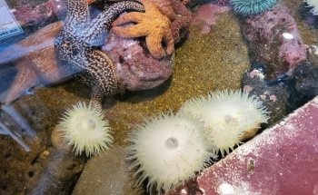 Oregon Coast Aquarium