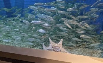 Oregon Coast Aquarium