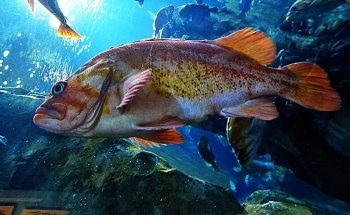Oregon Coast Aquarium