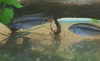 acuamanus
