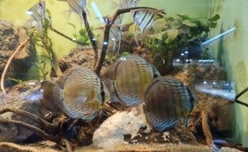 acuamanus