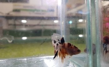 Acuamanus