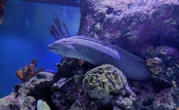 Shreveport Aquarium