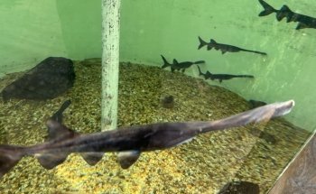 Shreveport Aquarium