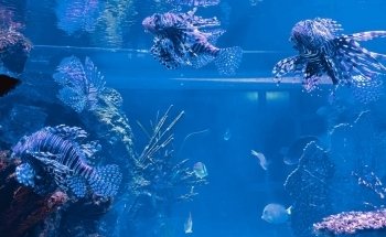 Shreveport Aquarium