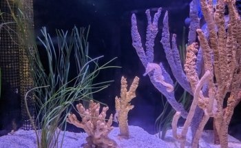 Shreveport Aquarium