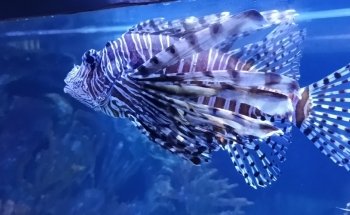 Shreveport Aquarium