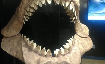 Shreveport Aquarium