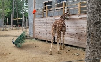 Houston Interactive Aquarium & Animal Preserve