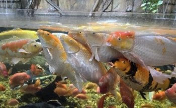 Houston Interactive Aquarium & Animal Preserve