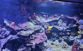 SEA LIFE Kansas City Aquarium