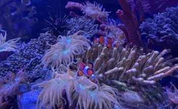 SEA LIFE Aquarium